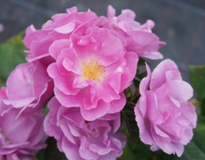 LUCKY (floribunda)